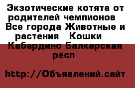  Экзотические котята от родителей чемпионов - Все города Животные и растения » Кошки   . Кабардино-Балкарская респ.